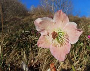 22 Helleborus niger (Elleboro) verso la fruttescenza